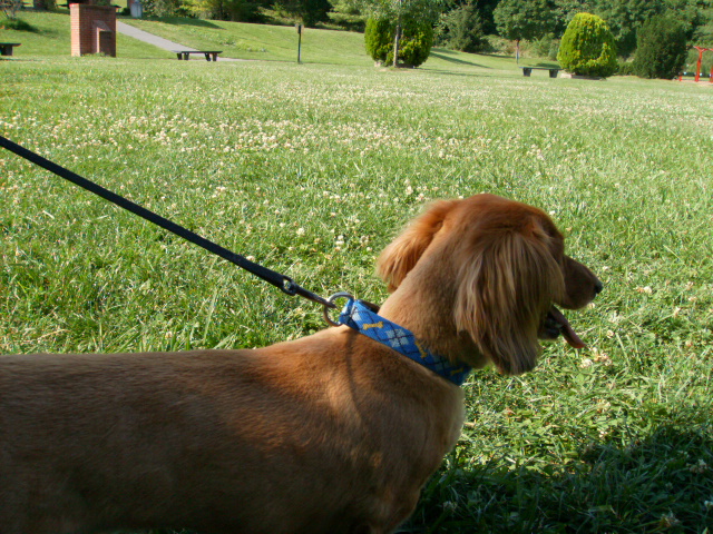Our Dog Cody