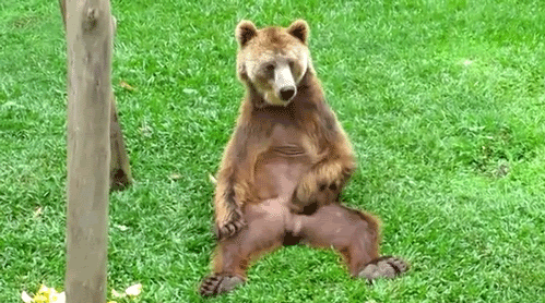 bluebear