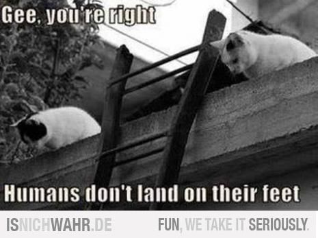 meow
